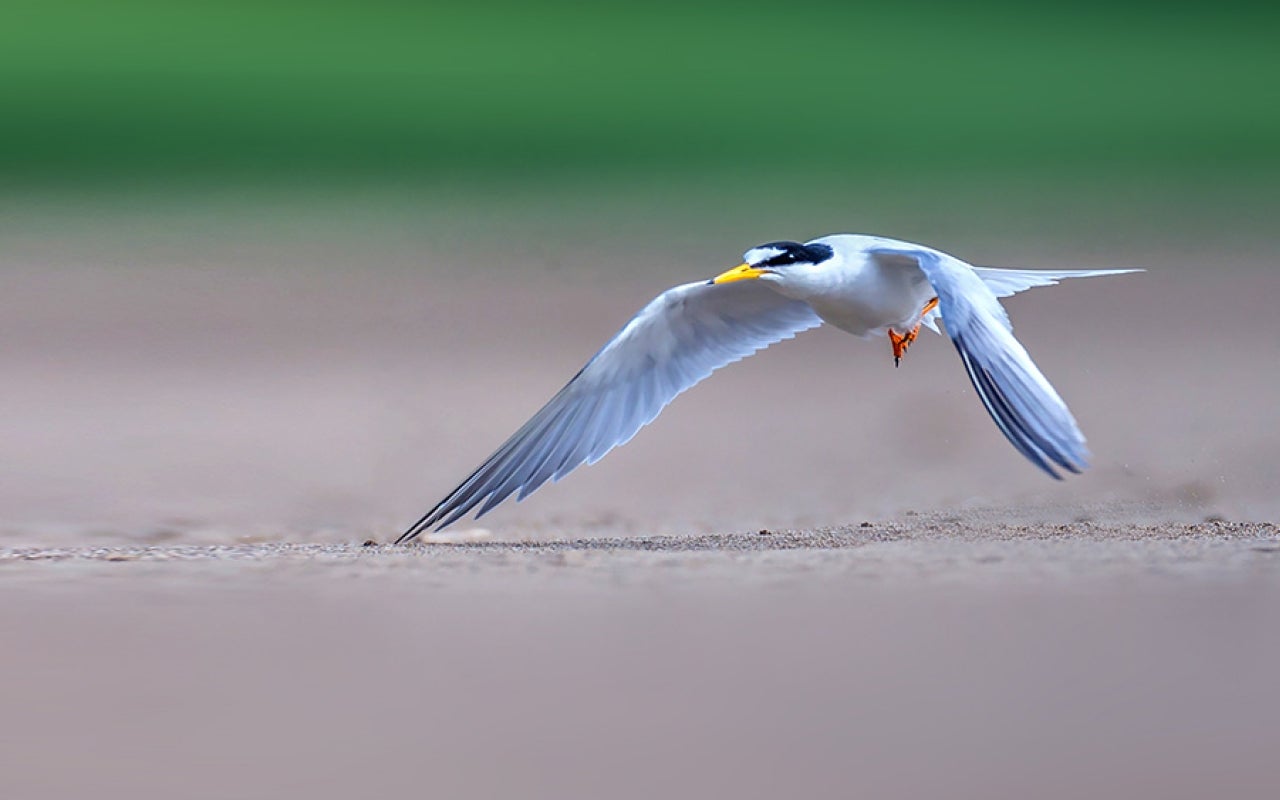 Chinese crested tern in flight