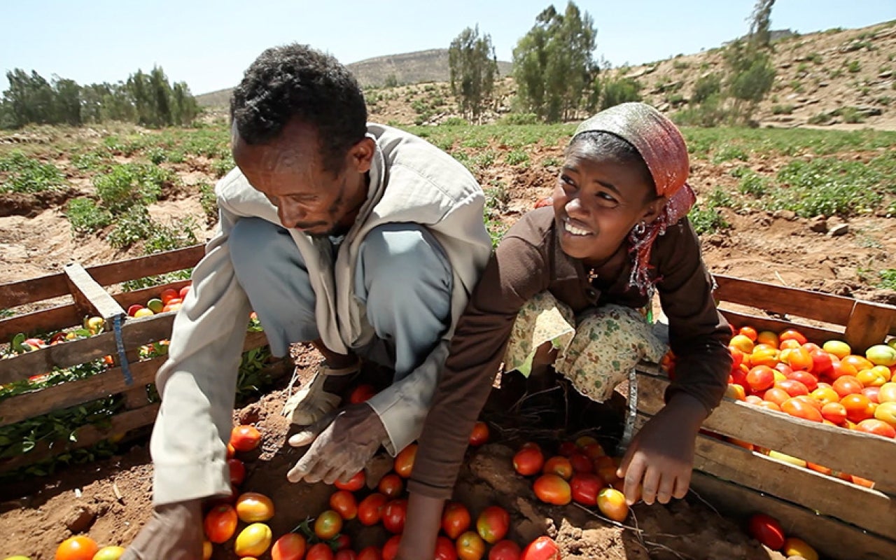Male farmer and young girl sort tomatoes in a field