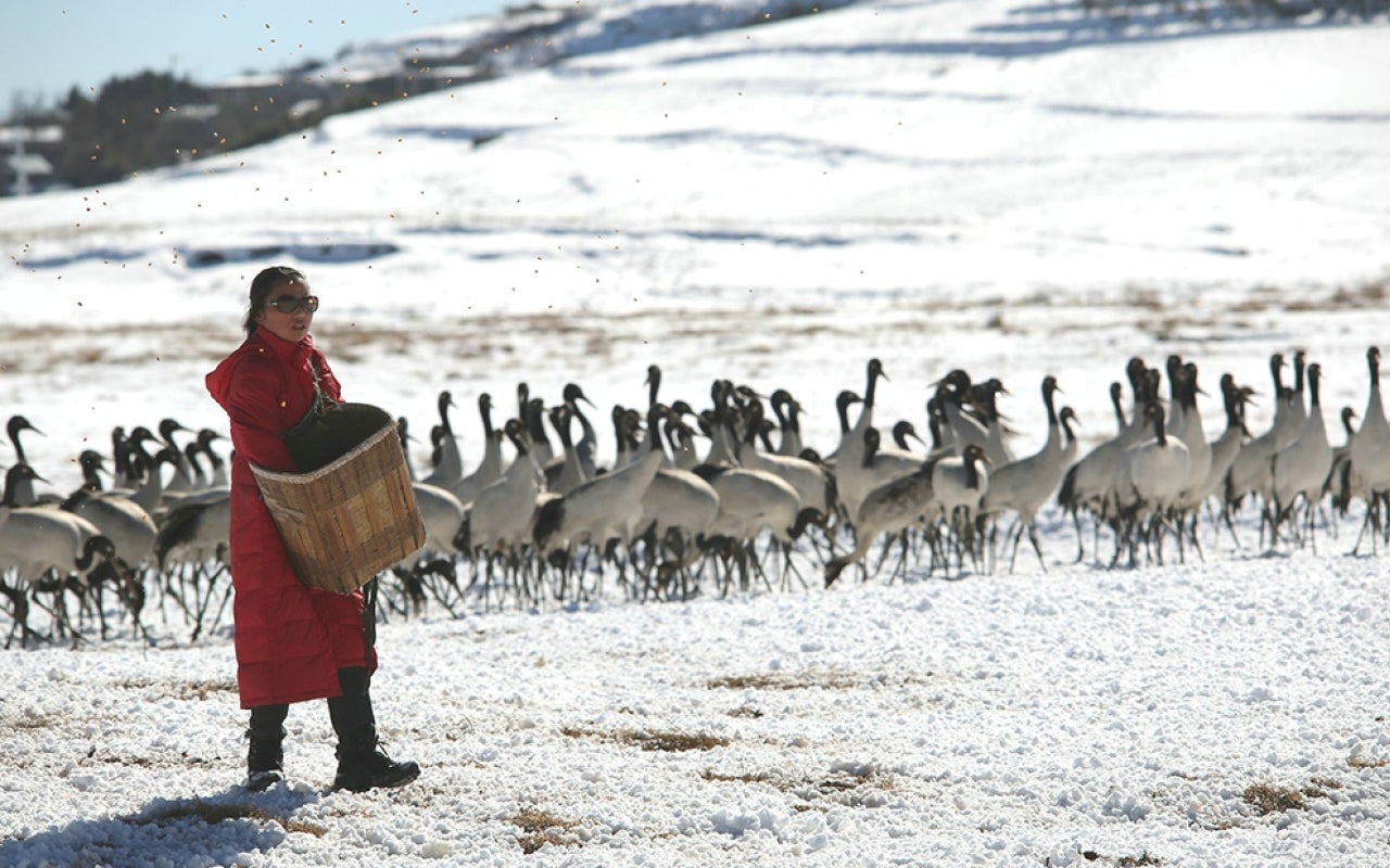 Woman in red coat feeding black-necked cranes on a snowy landscape