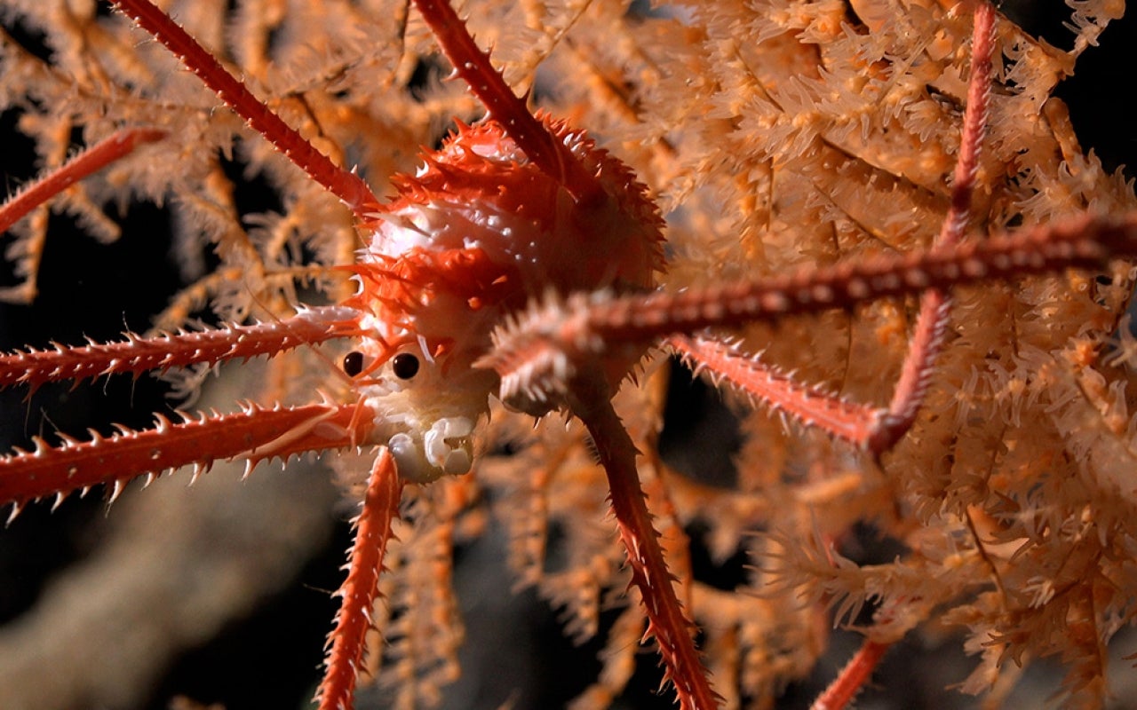 Close-up of a squat lobster