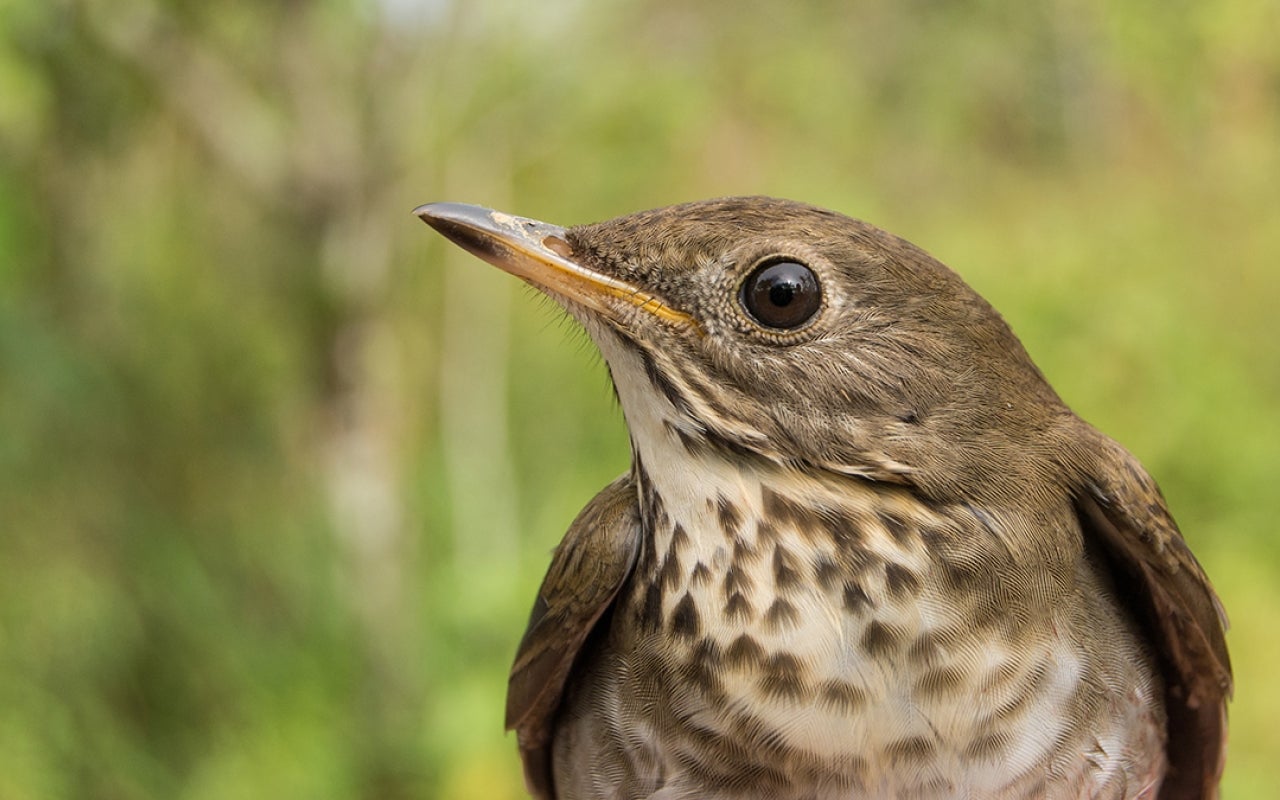 Bird - Bicknell's thrush up close