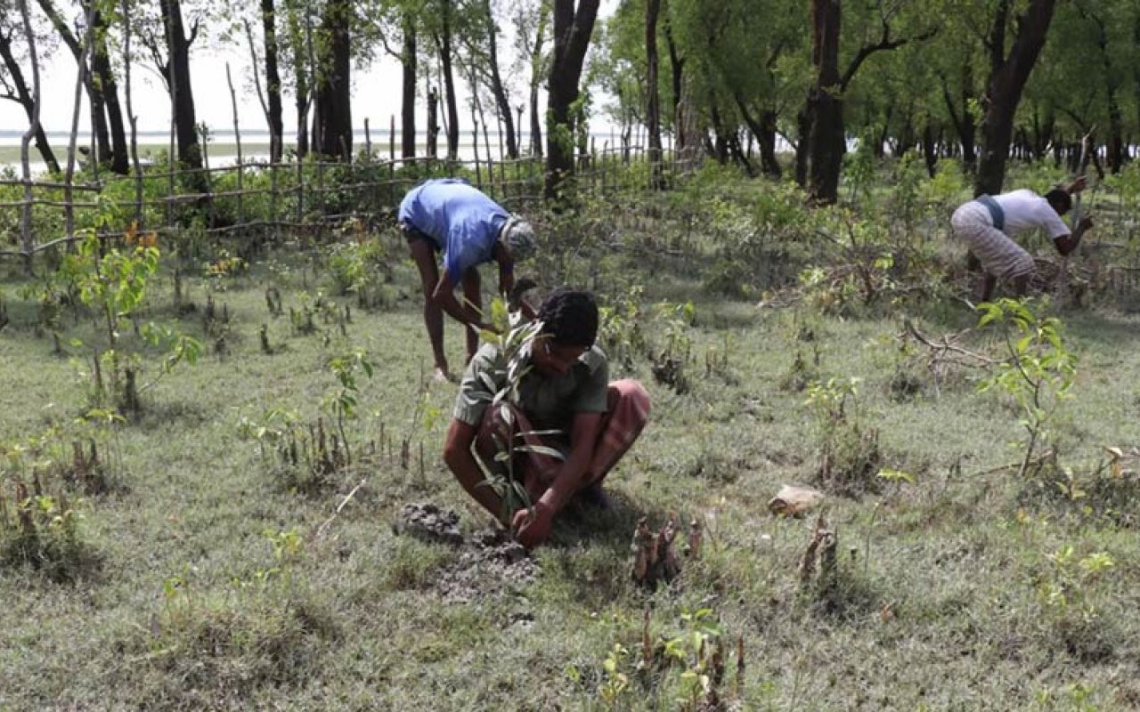 Small team planting mangroves near waterway.