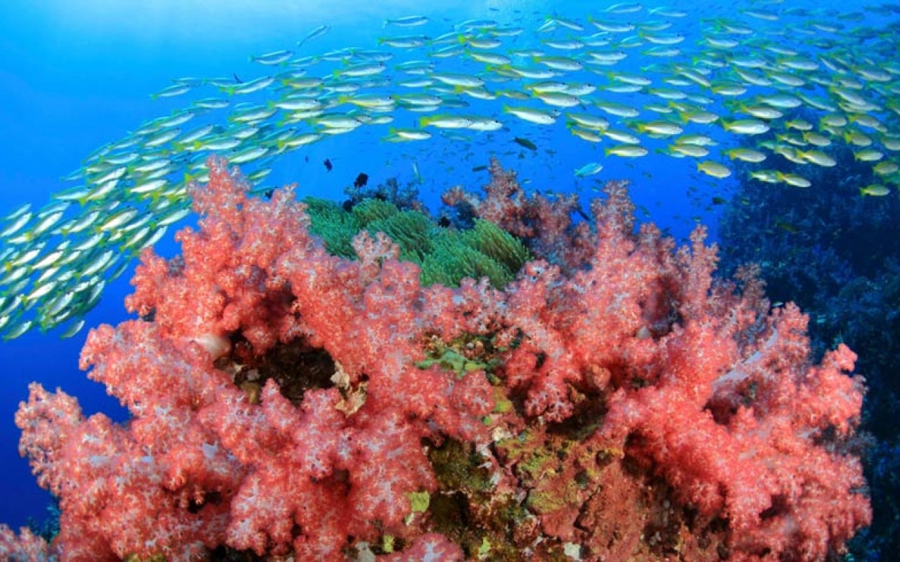 Fish swimming near pink coral with blue underwater background