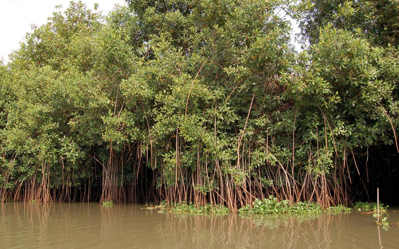Mangroves in Benin