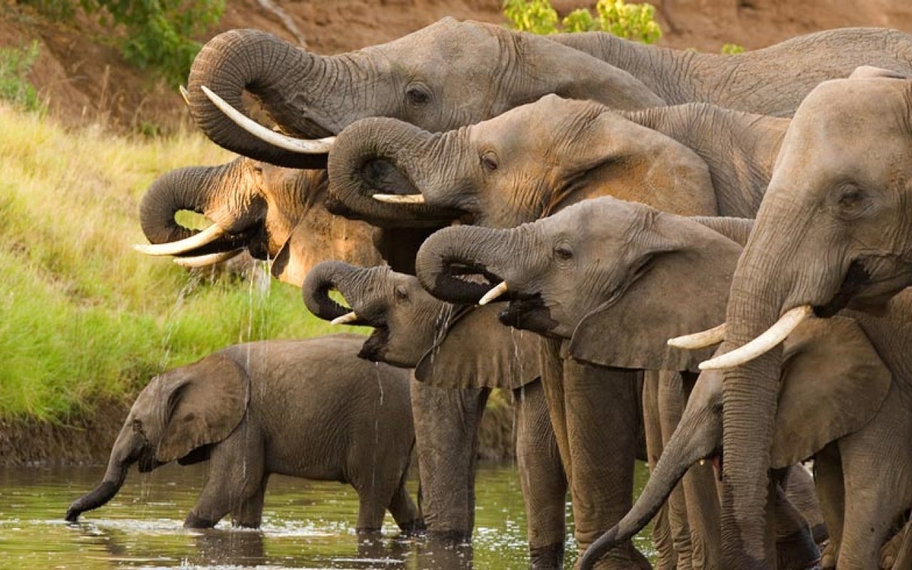 Line of elephants drinking at a watering hole