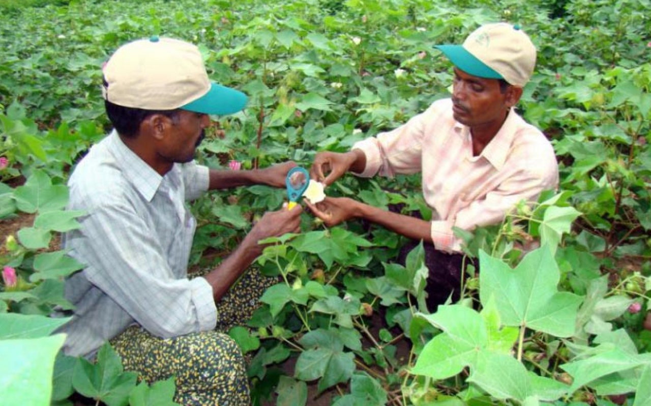 Men in field inspecting a crop with scientific tools