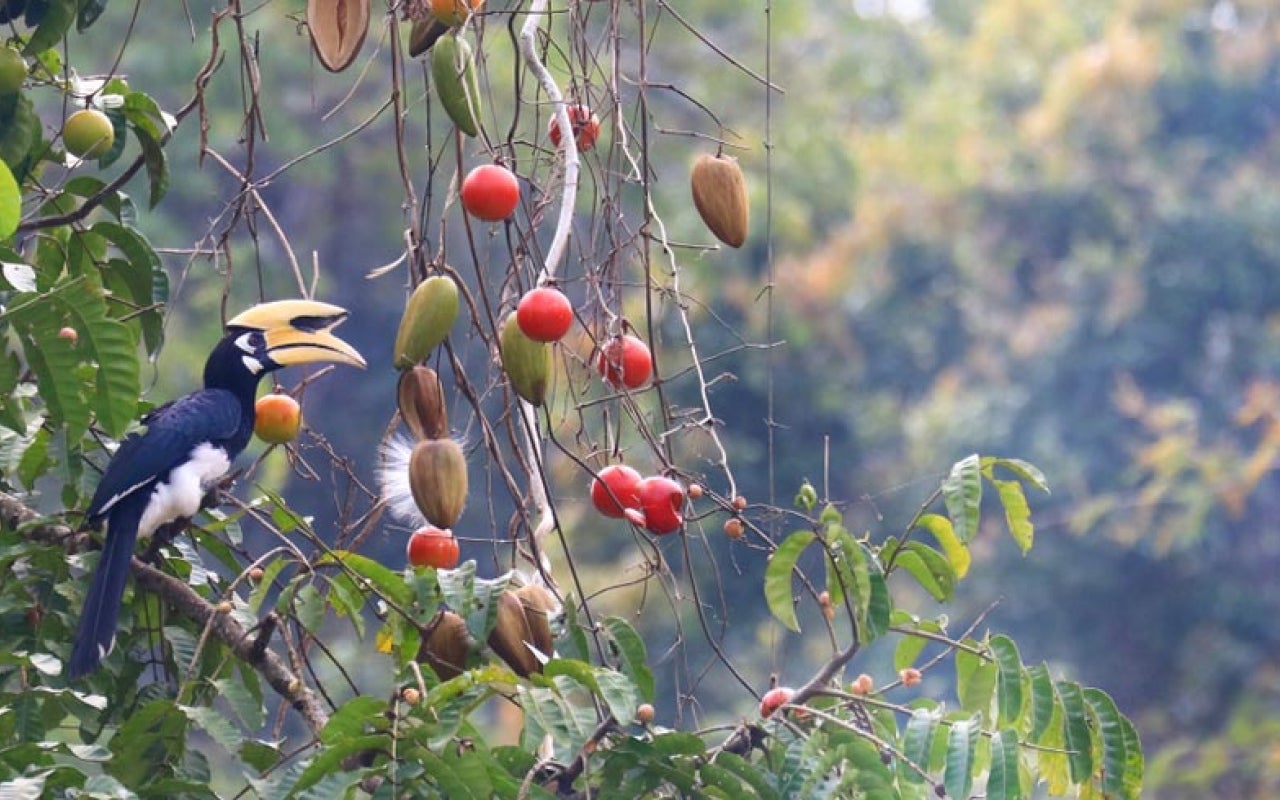 Tropical bird in tree perched near hanging ripe fruits.
