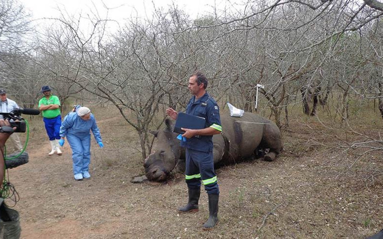 Group of people having a discussion in the forest near a poached rhino's corpse