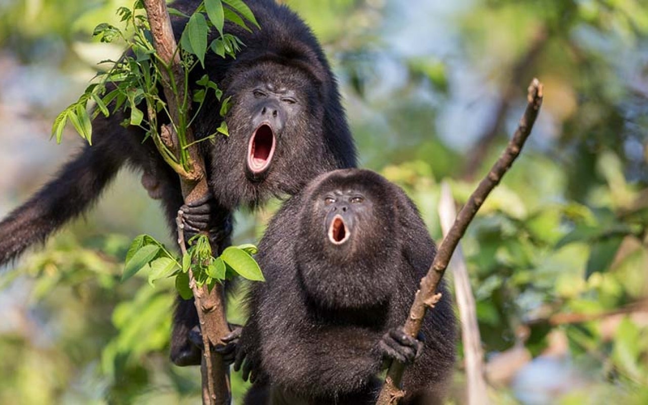Belize’s howler monkeys live safely in a sanctuary, thanks to UNDP’s Small Grants Programme. Photo: Wildtracks