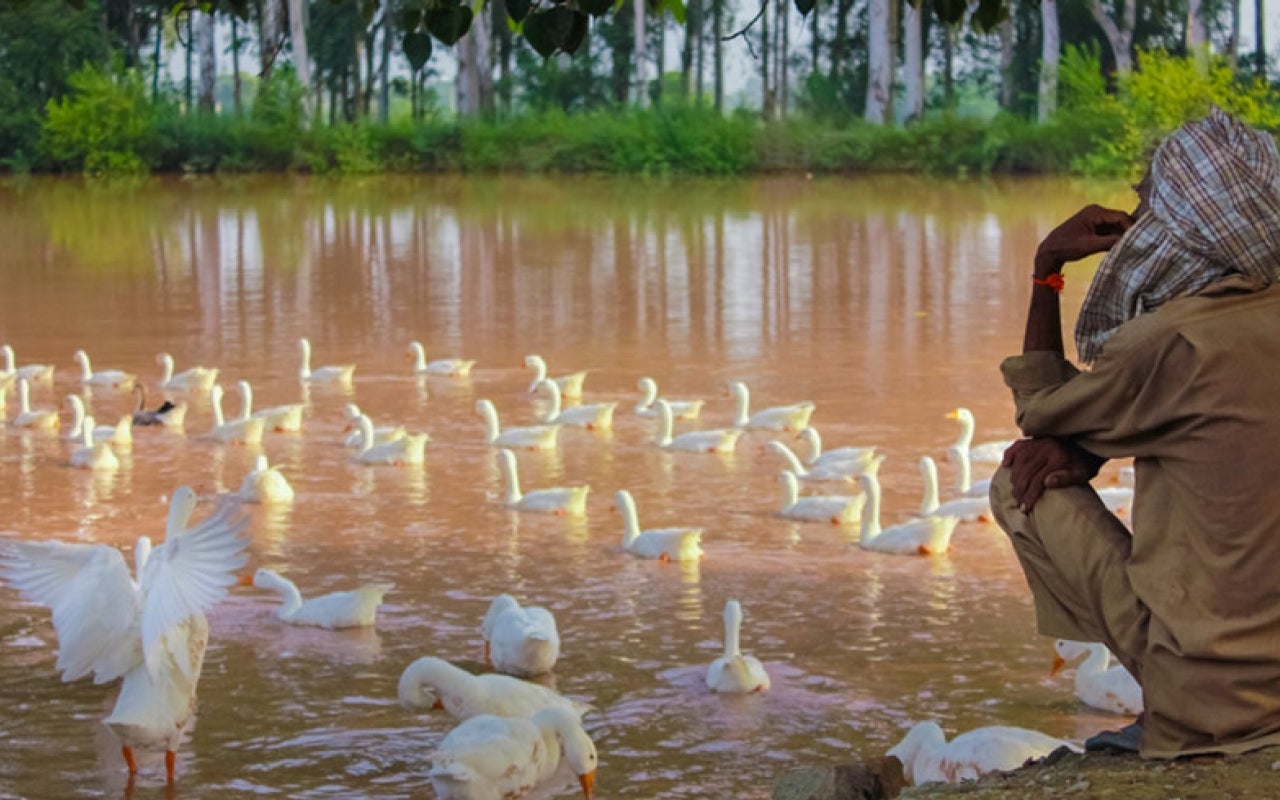 Man sits next to pond in India near ducks and looks out over water. 