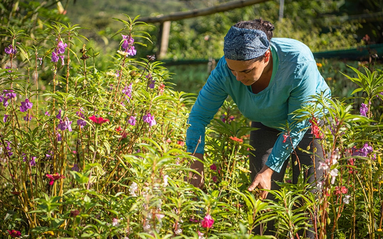 Woman tending to a field of flowers, Costa Rica