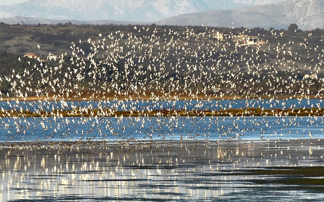 Birds flying at protected area Ulcinj Salina, Montenegro.