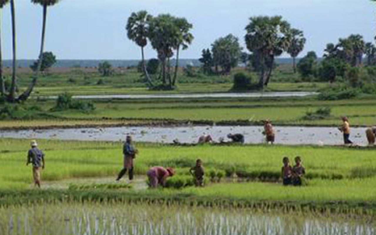 People work on rice field.