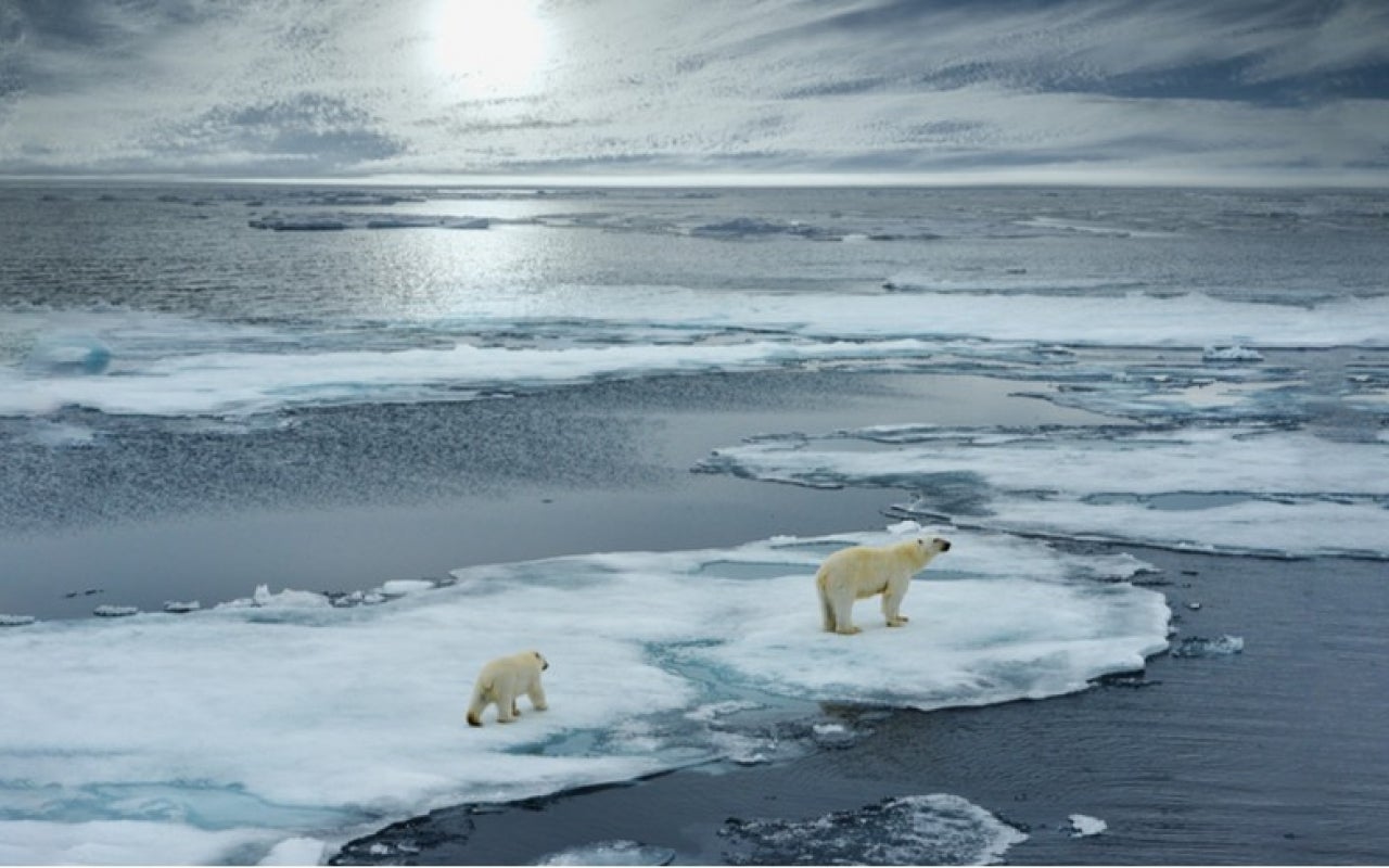 Polar bears on ice.