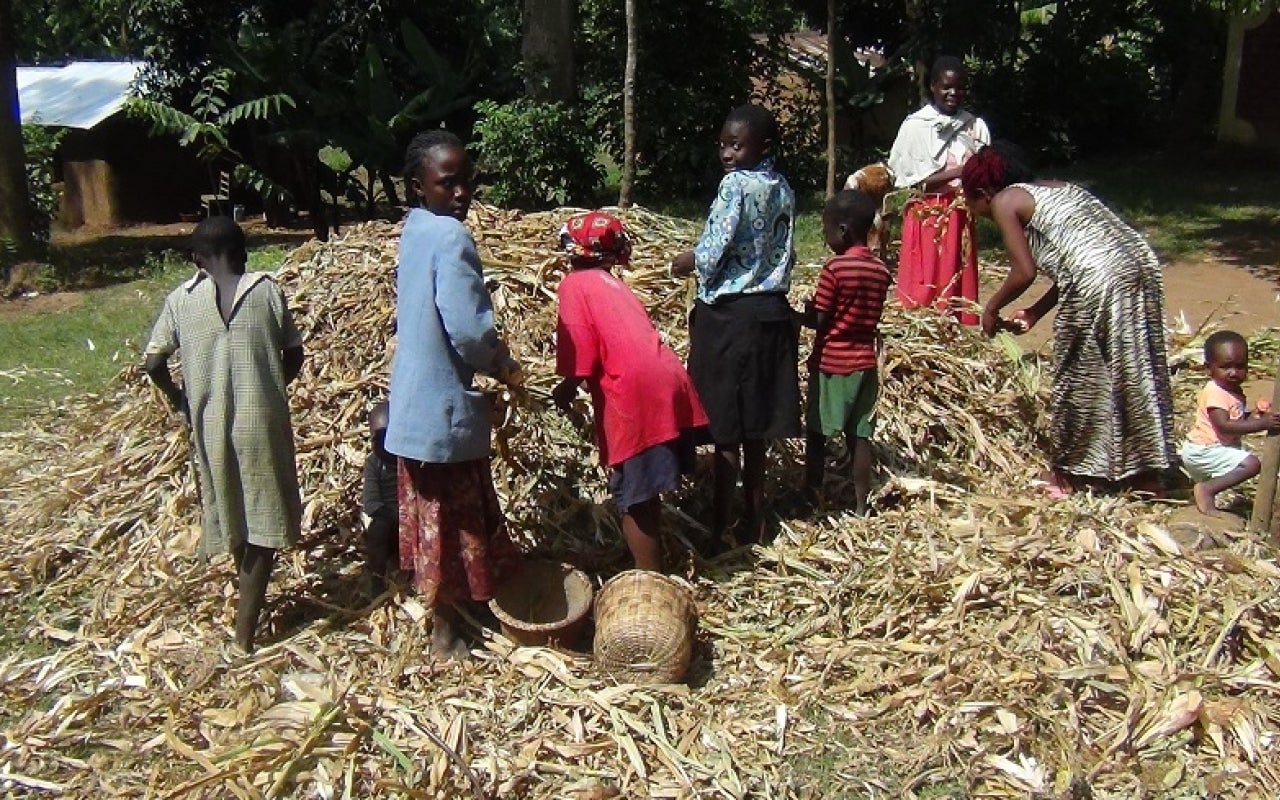 Harvesting maize on the edge of Kakamega forest.  Photo Credit George Ayaga, KALRO 