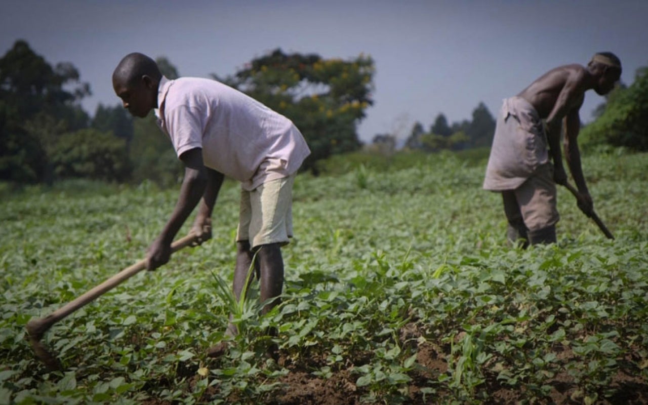 Men farming in Africa.