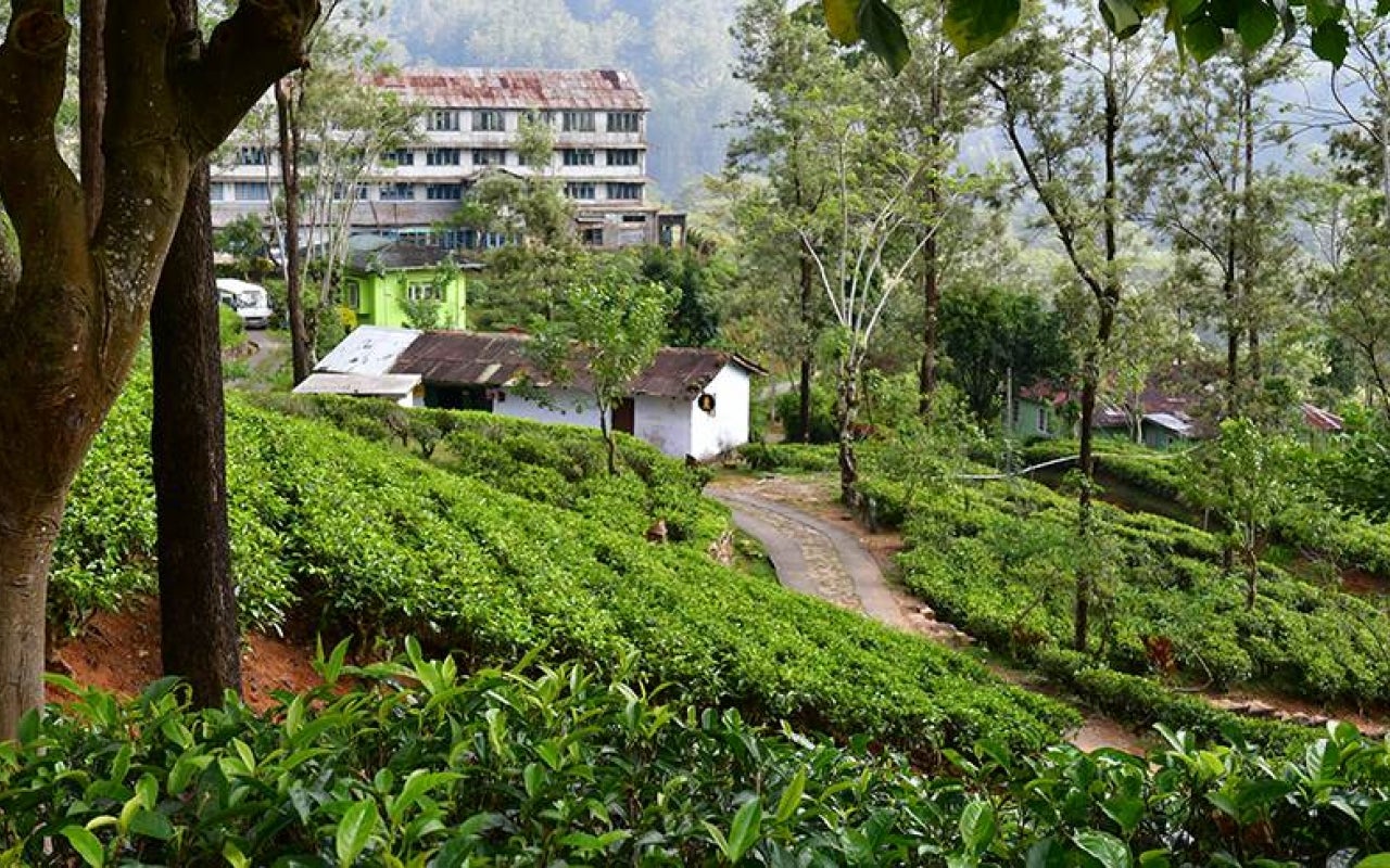 Hapugastenne estate, tea farm in Sri Lanka