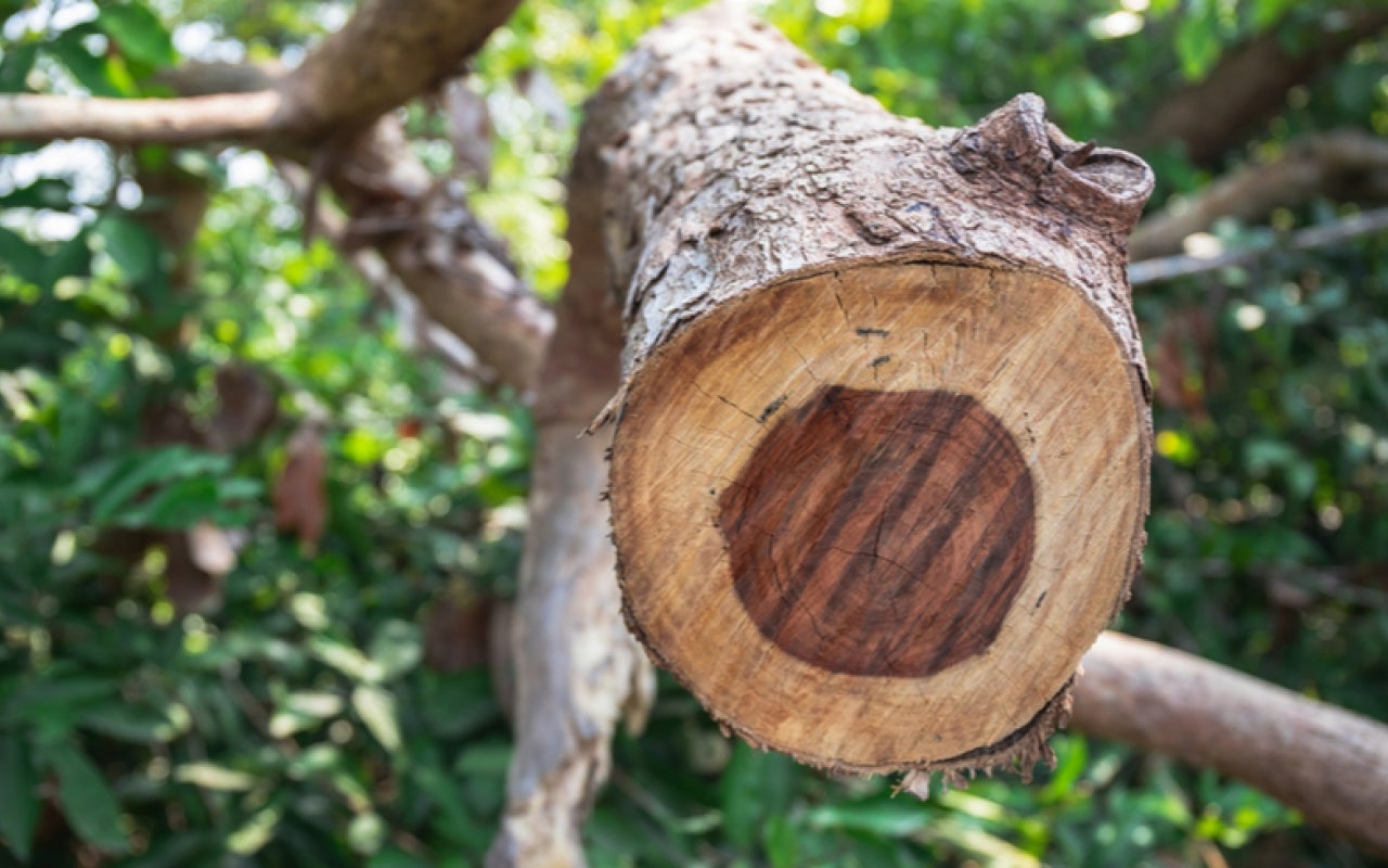 Cutting of a rosewood branch