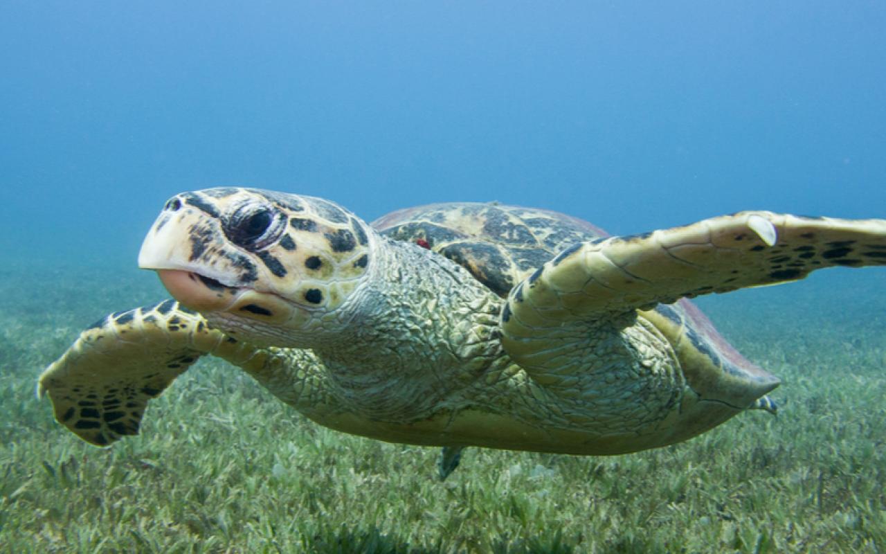 Hawksbill turtle swimming above seagrass