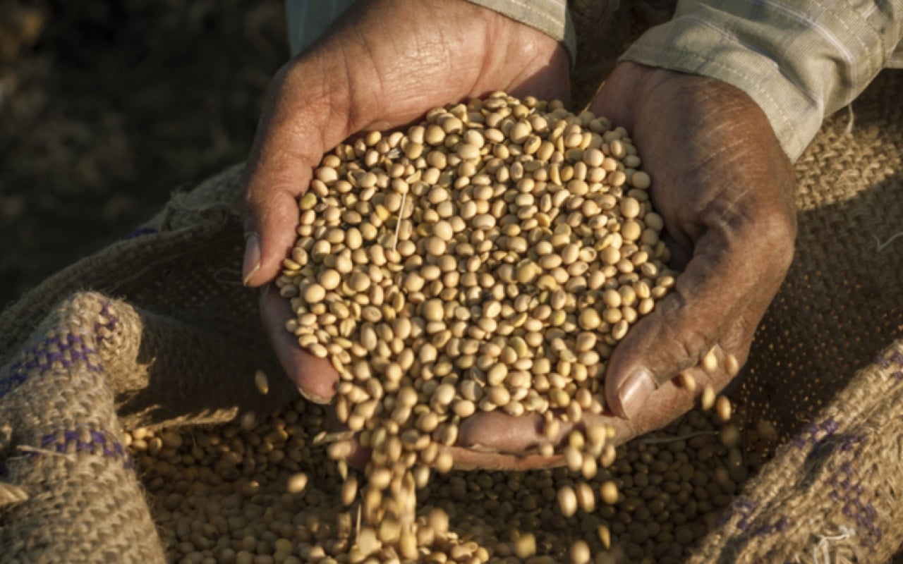 Person with soybeans in hand
