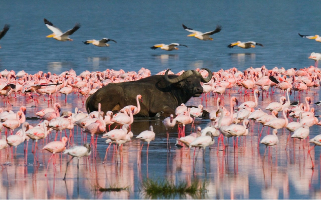 A water buffalo surounded by flamingoes in Kenya's Lake Bogoria National Reserve