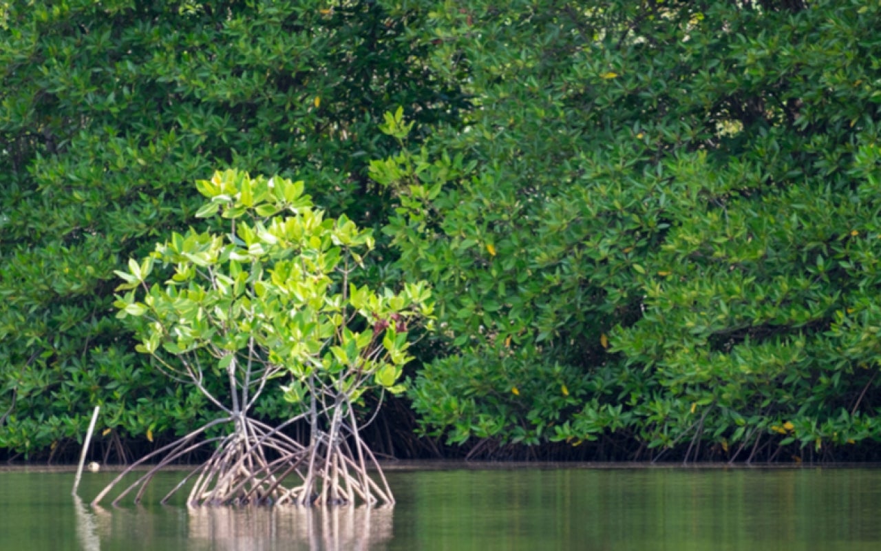 Mangrove forest with a small mangrove tree in foreground