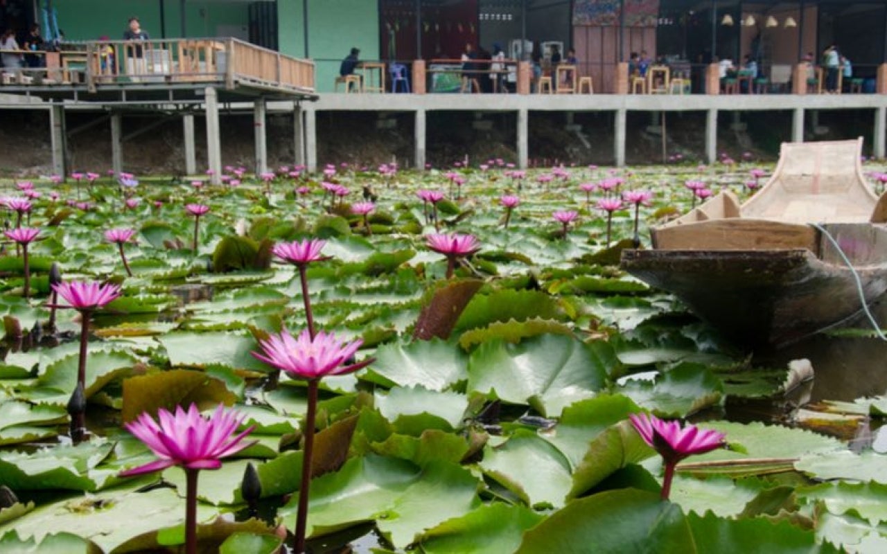 A canal in Thailand covered with water lilies. 