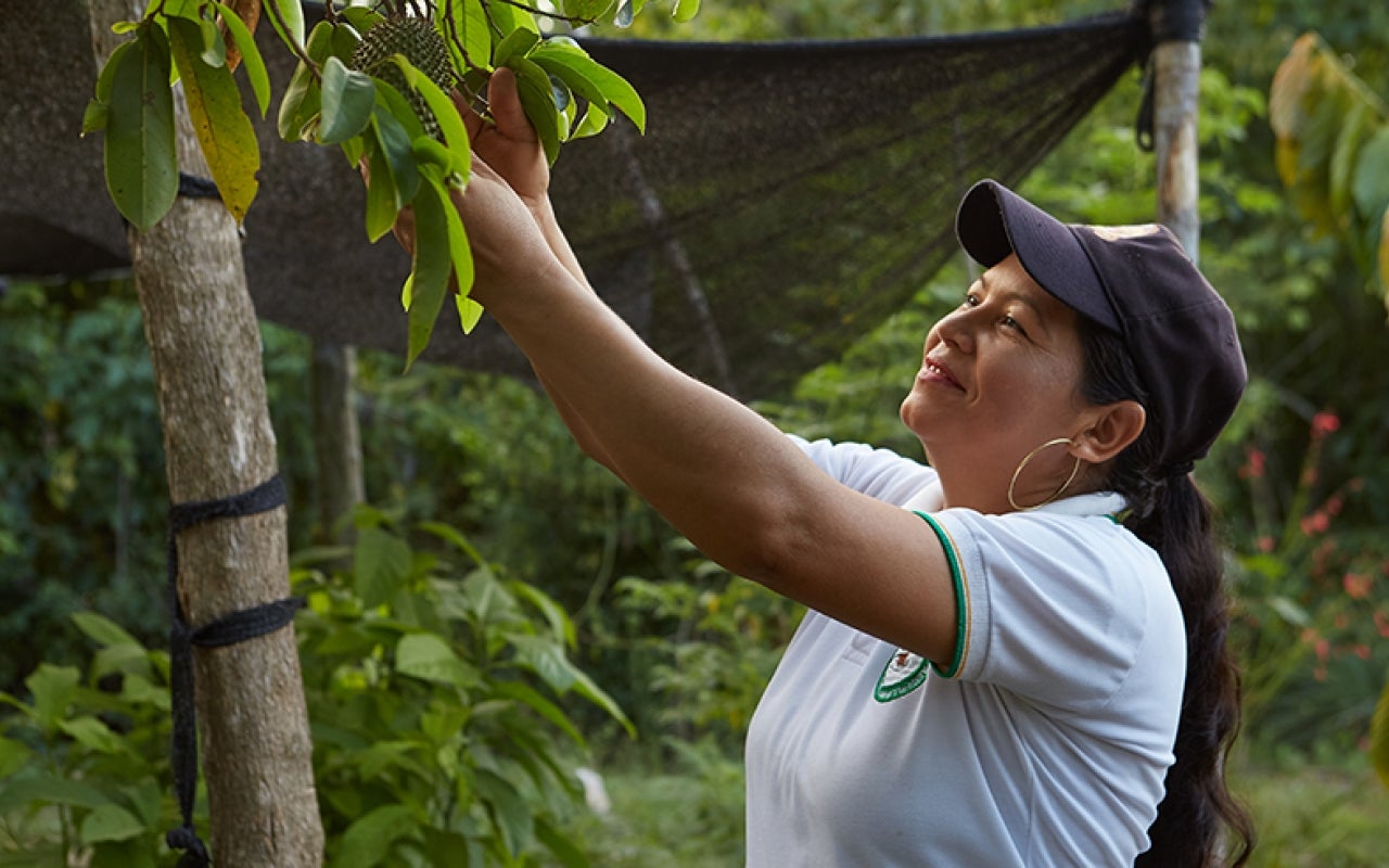 Colombian woman picking a tree fruit