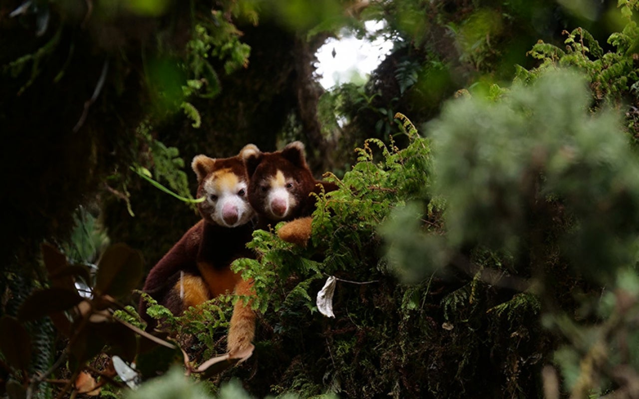 Sought after for subsistence-based hunting, as part of rural communities’ diets for centuries, the critically endangered tree kangaroos have been hunted almost to extinction, but now local communities and conservation groups are fighting together to save them. In the subsequent decade, the TKCP and the YUS Conservation Area have become a national model for conservation within the unique context of PNG’s customary land tenure system. Photo: Jonathan Byers/TKCP.