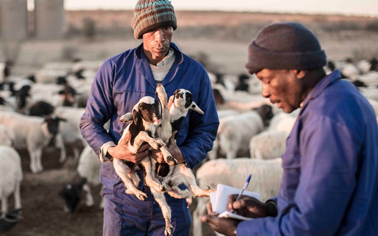 A new pilot initiative covering about 25,000 hectares and using shepherds, has succeeded in increasing production of rangeland lamb and beef while simultaneously restoring vegetation and fostering biodiversity. Photo: Jonathan Taylor/Landmark Foundation.