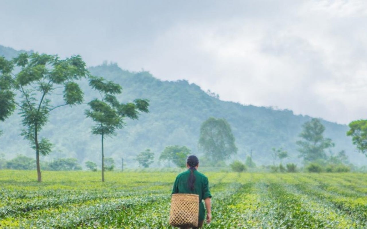 Woman walking through tea fields in Vietnam