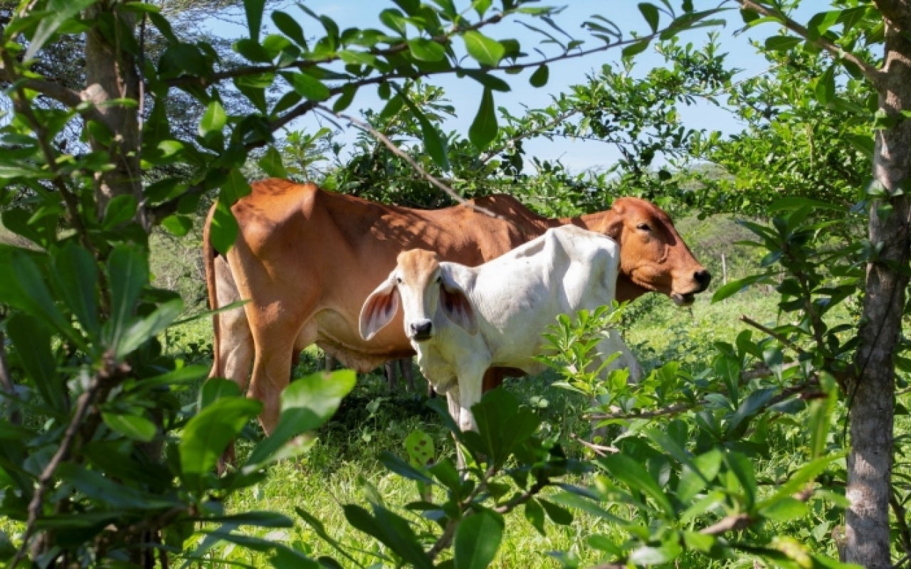 The Mainstreaming Sustainable Cattle Ranching project, now in its tenth year, has helped 4,100 family farms in five distinct zones of Colombia adopt “silvopastoral” techniques that combine trees (silvo) with pasture, in a beneficial combination for farmers, their cows and the broader environment. Photo: Flore de Preneuf/World Bank.