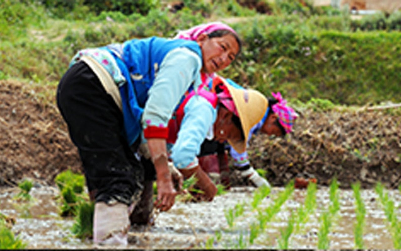 Chinese farmers work on rice fields in Dali.