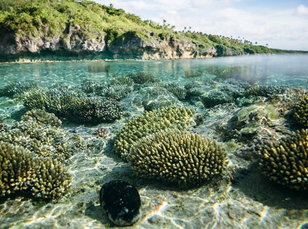 Half underwater landscape, half shoreline, Beveridge reef, Niue