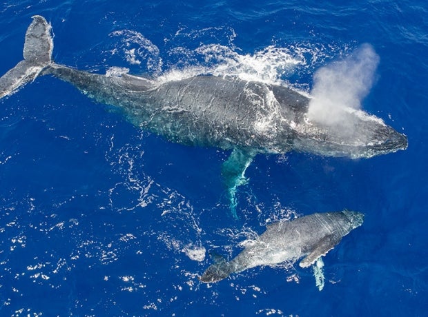 Humpback whale adult and juvenile