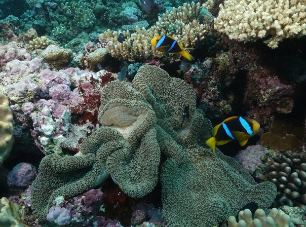 Fish swimming in a reef