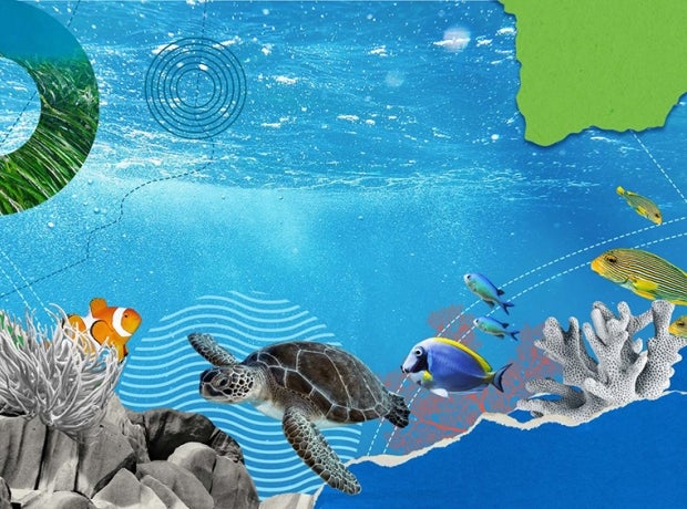 Collage of marine life