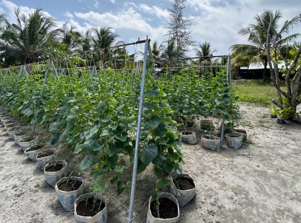 Plants growing at an outdoor nursery in the Maldives