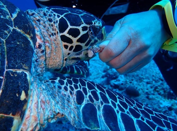 Underwater diver hand-feeds a sea turtle