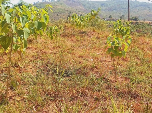 Newly planted trees in a field