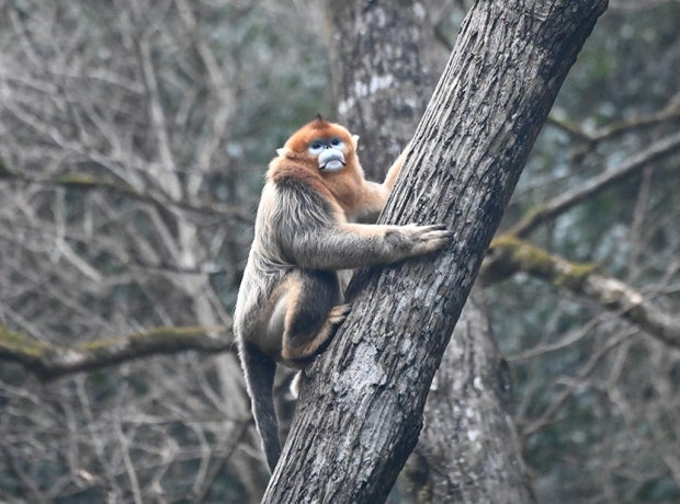 Sichuan snub-nosed monkey climbing tree