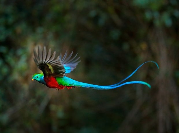 Flying Resplendent Quetzal, Pharomachrus mocinno, Costa Rica, with green forest in background. Magnificent sacred green and red bird. Action flight moment with Quetzal, beautiful exotic tropic bird.