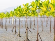 Newly planted mangroves