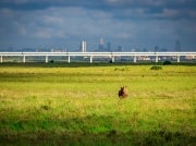 Rhino in foreground of highway bridge and Nairobi skyline