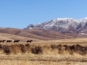 Horses grazing in a mountain landscape
