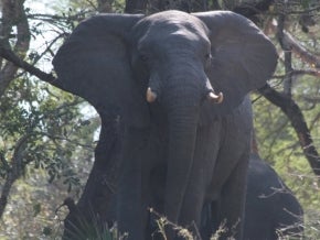 Elephant in Gorongosa National Park. Photo: Sarah Wyatt/GEF.