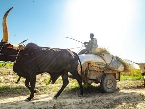 Nigerian farmer on a rice cart being pulled by cattle 