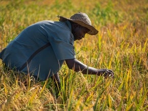 Rice and wheat farmer tending to his crop in Nigeria
