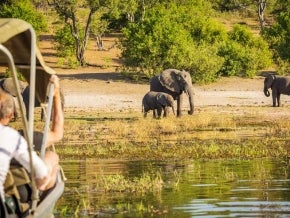 Expedition truck with tourists viewing nearby elephants. Photo: THPStock/Shutterstock.