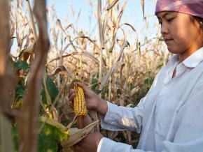 Young Kyrgyz farmer picking corn